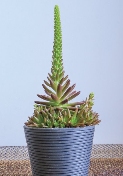 人気投票第一位　ベンケイソウ科イワレンゲ「ツメレンゲ」