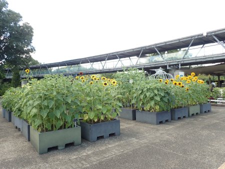 2025.7.22 (西館テラス91) (ヒマワリ迷路27).JPG