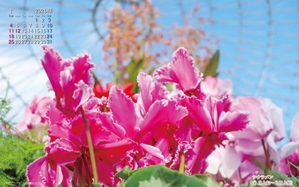 シクラメンの壁紙