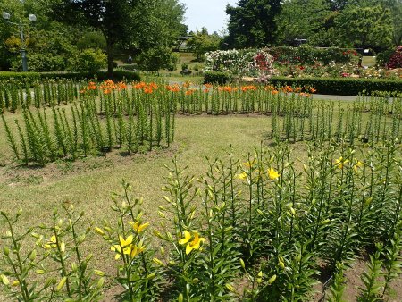 2025.6.7 (地植えユリ) (スカシユリ1).JPG