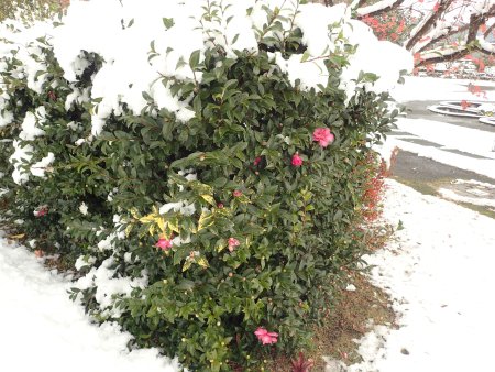 2025.12.4 (霧の庭園サザンカ生垣221).JPG