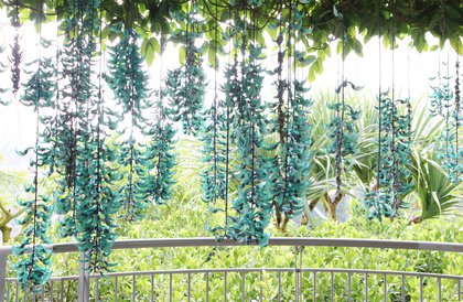 Tottori Prefctural Flower Park