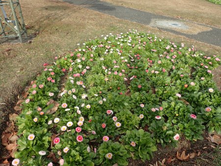 2025.12.9 (霧の庭園デージー37).JPG