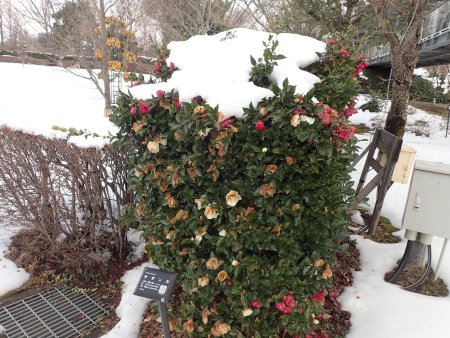 2026.1.28 (サザンカ・ツバキ) (4).JPG