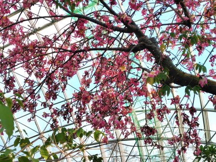 ドーム）トックリキワタ近景2025.12.15  (1).JPG