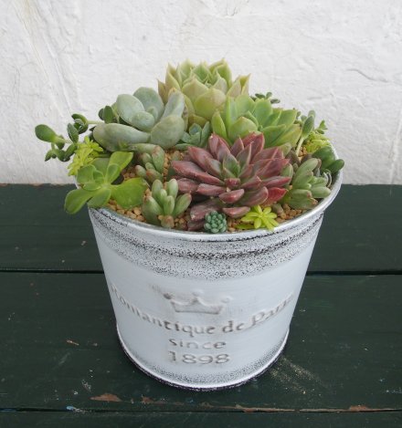 多肉寄せ植えワークショップ花回廊（サイズ変更）.jpg