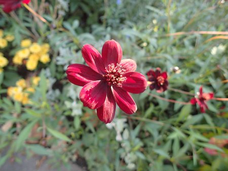 2025.10.29 (グレイスガーデン) (チョコレートコスモス24).JPG