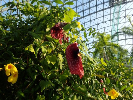 2025.10.24 (アリストロキアギガンティア1).JPG