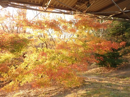 2025.11.30 (紅葉17) (花の谷23).JPG