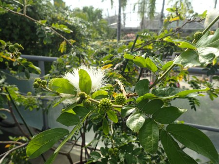 2026.2.13 (フラワードーム) (キャリアンドラ白2).JPG