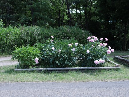 シャクヤク圃場.JPG