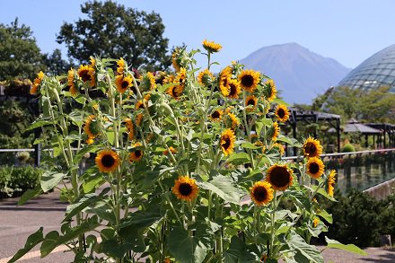 新品種ヒマワリ人気選手権 とっとり花回廊