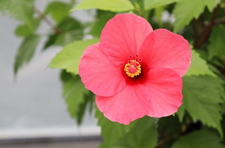 ハイビスカス展 とっとり花回廊