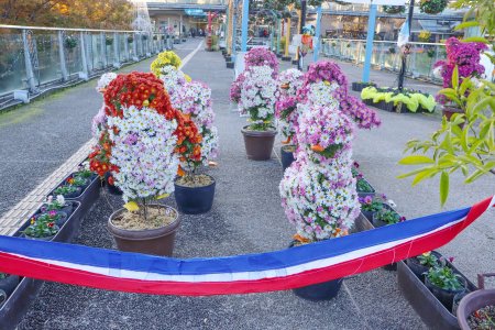 菊のトピアリー展