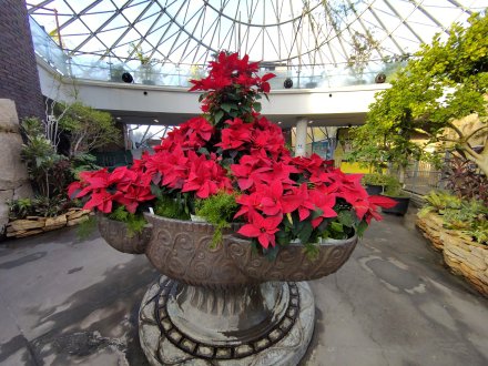 ドーム）地下ポインセチア2025.12.15.JPG