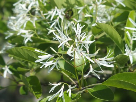 ヒトツバタゴ とっとり花回廊