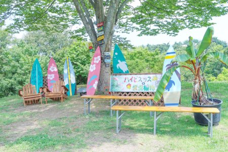ハイビスカス展・ドーム前芝生7月19日（29）.JPG