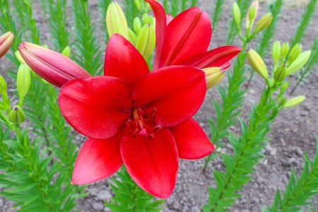 ユリ・秘密の花園6月8日（26）.JPG