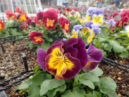 2025.12.9 (西館テラス・パンジーパレット) (26).JPG