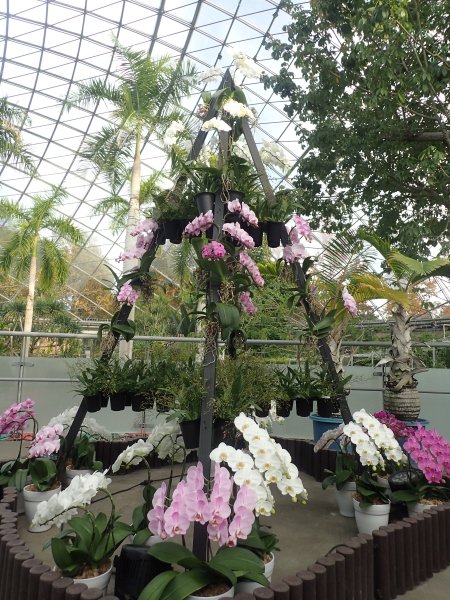 2025.11.4 (フラワードーム) (ランのツリー8).JPG