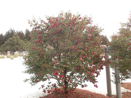 2026.1.28 (サザンカ・ツバキ) (22).JPG