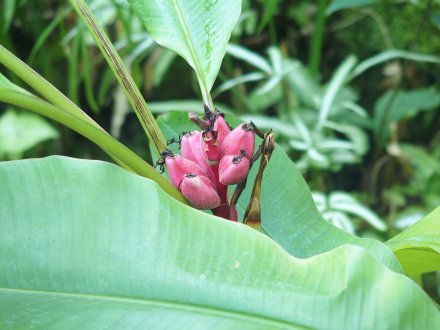 南館）ピンクバナナ2026.1.29 (1).JPG