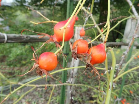 2025.10.15 (ローズヒップ) (シャルラッツハーグルト52).JPG