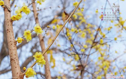 ロウバイの壁紙
