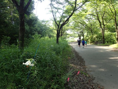 2025.7.5 (ヤマユリ場所4).JPG