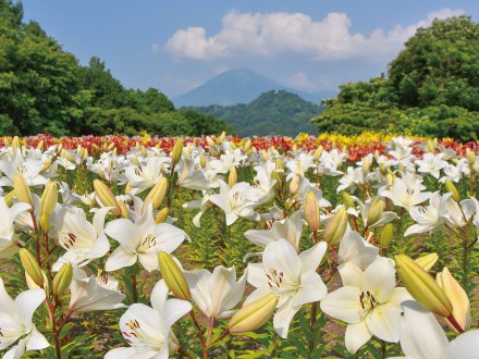 秘密の花園