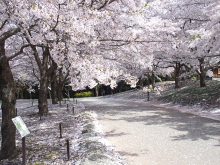 ソメイヨシノ開花