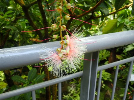 2025.10.15 (南館) (サガリバナ121).JPG