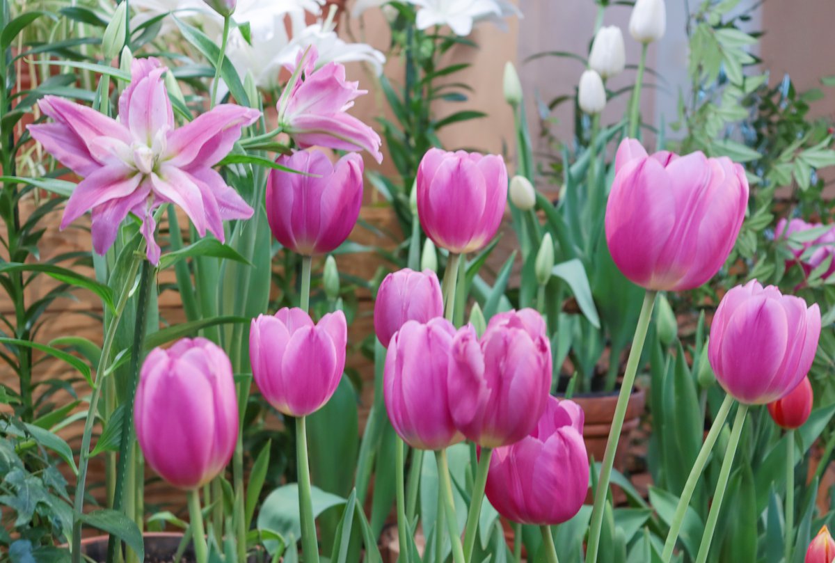 ウィンターチューリップ