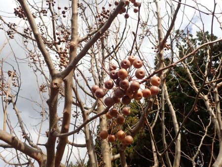 2025.12.31 (マメナシ35).JPG