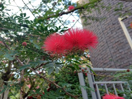 ドーム）キャリアンドラ2025.12.15  (1).JPG