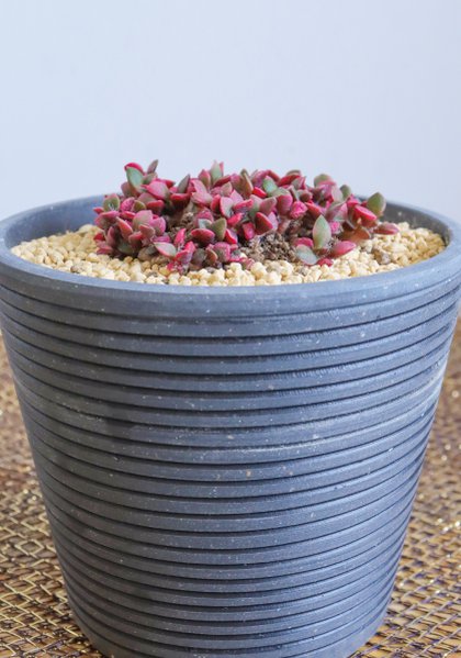 人気投票第４位