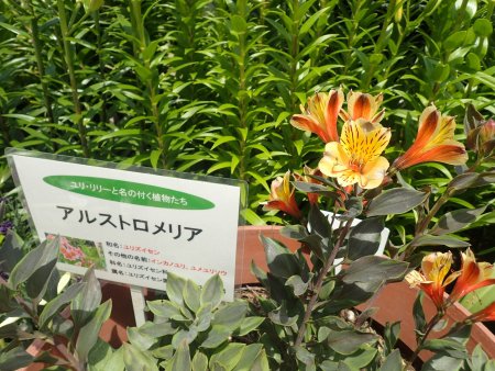 2025.6.7 (ﾛｰﾀﾘｰ特別展示ユリの名がつく植物3).JPG