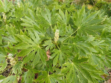 2025.11.12 (紅葉の庭斑入りヤツデ5).JPG