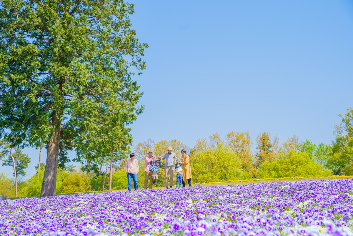 花の丘のパンジー