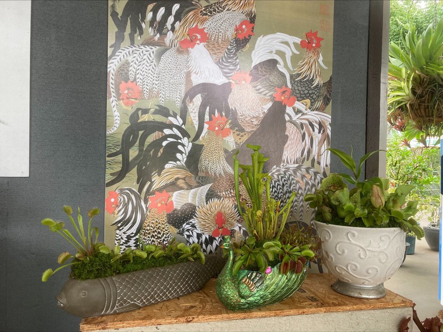 食虫植物展