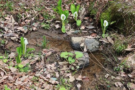 ★ミズバショウ・ふるさとの古径3月29日（8）.JPG