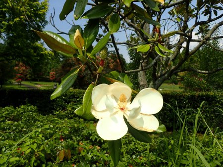 木に咲く花たち（7/12更新） | とっとり花回廊