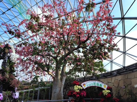 ドーム）トックリキワタ近景2025.12.15  (2).JPG