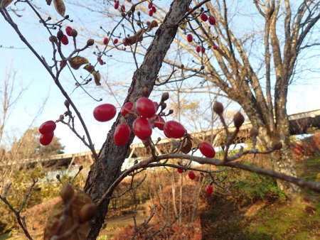 2025.11.30 (木の実14) (サンシュユ実3).JPG