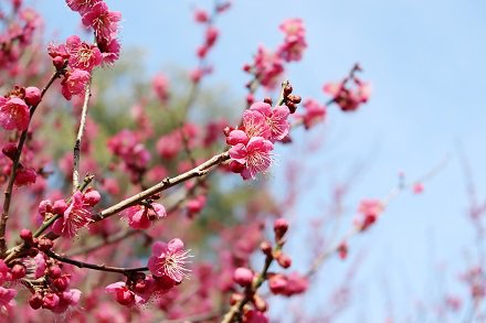 紅梅・花の谷2月11日（5）.JPG