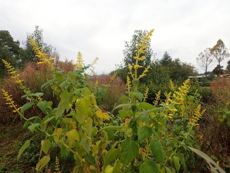 2025.10.22 (紅葉の庭) (イエローマジェスティ) (22).JPG