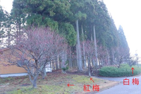 ★白紅梅・東館裏1月16日（22）-文字.jpg