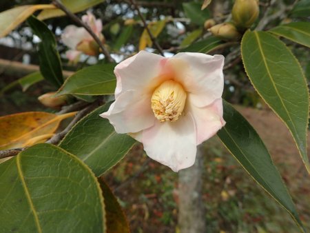 2025.12.23 (花木) (ピンク椿9).JPG