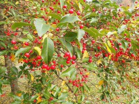 2025.11.12 (ソヨゴ30).JPG