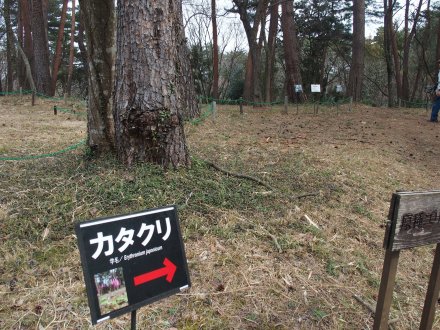 北館奥）カタクリ3-12 (1).JPG